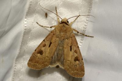 <i>Agrotis exclamationis</i>