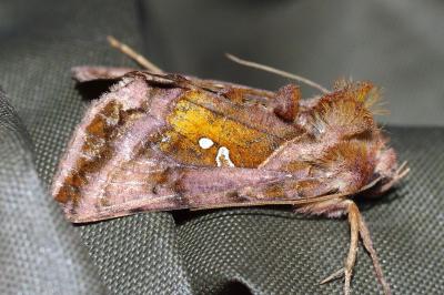 <i>Autographa jota</i>