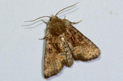 <i>Oligia latruncula</i>