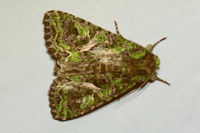 <i>Trachea atriplicis</i>