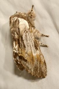 <i>Harpyia milhauseri</i>