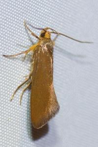 <i>Crassa unitella</i>