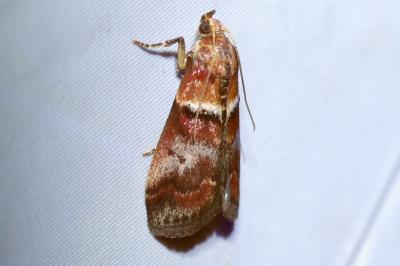 <i>Acrobasis repandana</i>