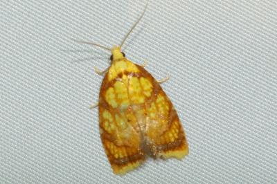 <i>Acleris bergmanniana</i>