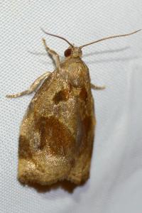 <i>Archips crataegana</i>