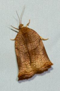 <i>Archips podana</i>