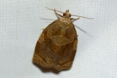 <i>Archips rosana</i>