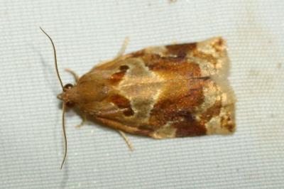 <i>Archips xylosteana</i>