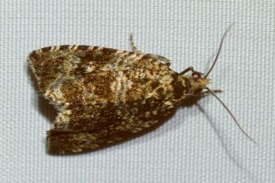<i>Celypha lacunana</i>