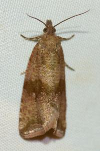 <i>Celypha striana</i>