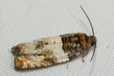 <i>Gypsonoma dealbana</i>