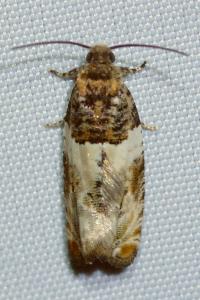 <i>Gypsonoma dealbana</i>