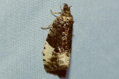<i>Hedya pruniana</i>