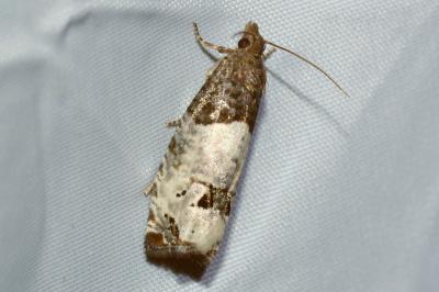<i>Notocelia roborana</i>