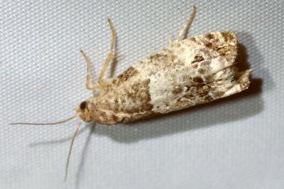 Notocelia roborana