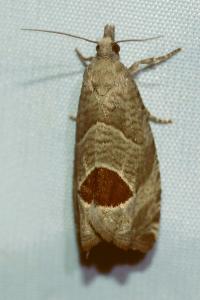 <i>Notocelia uddmanniana</i>