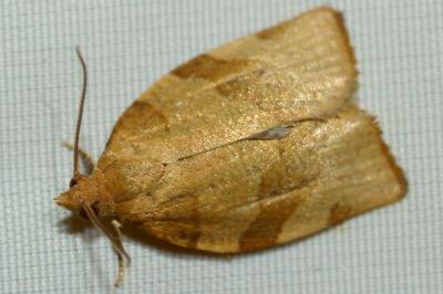 <i>Pandemis cerasana</i>
