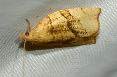 <i>Pandemis cerasana</i>