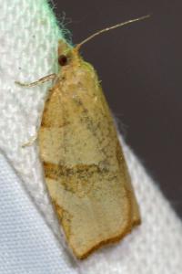 <i>Pandemis cerasana</i>