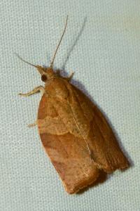 <i>Pandemis heparana</i>