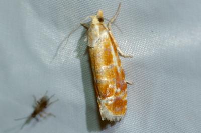 <i>Rhyacionia buoliana</i>
