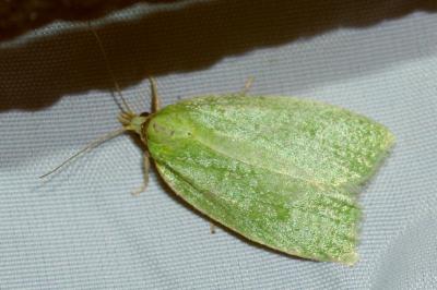 <i>Tortrix viridana</i>