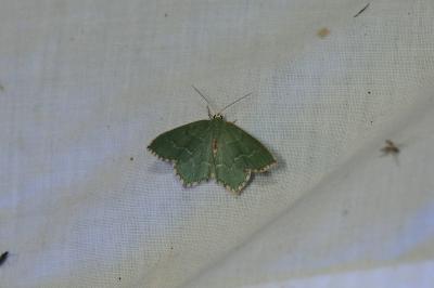 <i>Hemithea aestivaria</i>