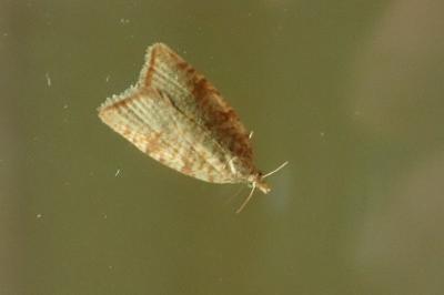 <i>Aleimma loeflingiana</i>
