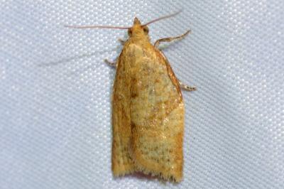 <i>Clepsis consimilana</i>