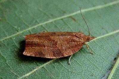 <i>Pandemis heparana</i>