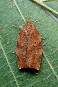 <i>Pandemis heparana</i>