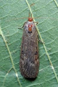 <i>Lamoria anella</i>
