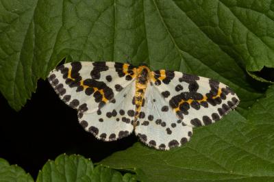 <i>Abraxas grossulariata</i>