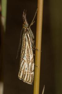 <i>Chrysocramboides craterellus</i>