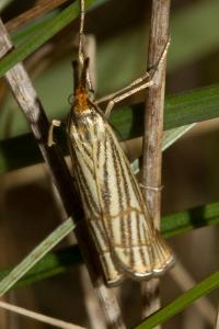 <i>Chrysocramboides craterellus</i>