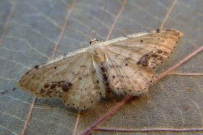 <i>Idaea dimidiata</i>