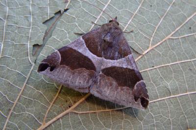 <i>Dysgonia algira</i>