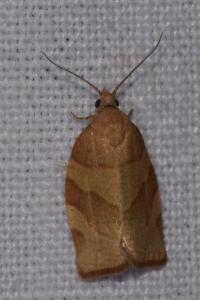 <i>Pandemis cerasana</i>