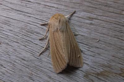 <i>Mythimna pallens</i>