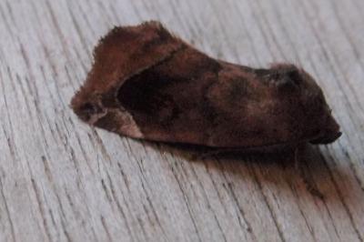 <i>Cosmia pyralina</i>
