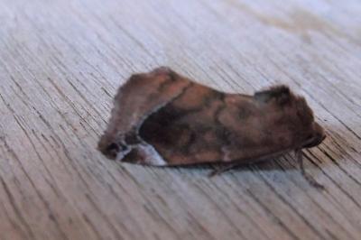 <i>Cosmia pyralina</i>