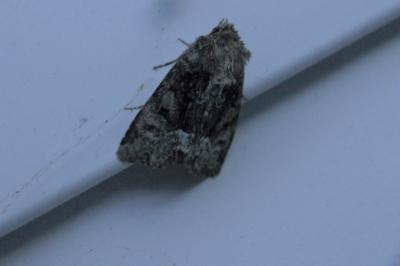 <i>Oligia strigilis</i>