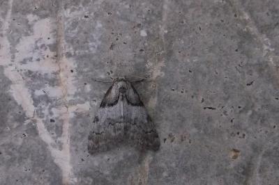 <i>Nola cucullatella</i>
