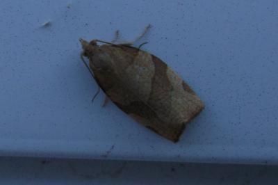<i>Pandemis cerasana</i>