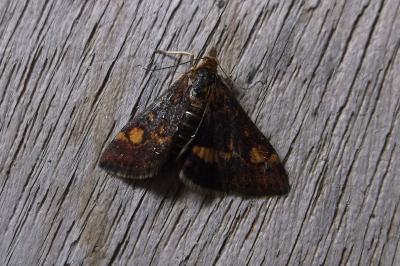 <i>Pyrausta aurata</i>