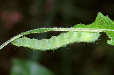 <i>Autographa gamma</i>