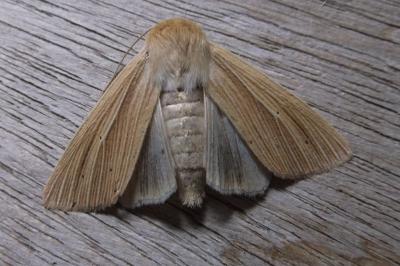 <i>Mythimna pallens</i>