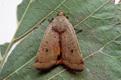 <i>Noctua comes</i>