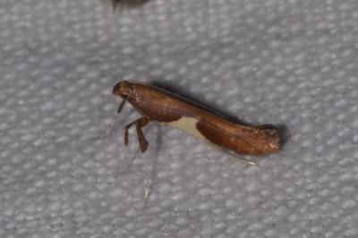<i>Caloptilia stigmatella</i>
