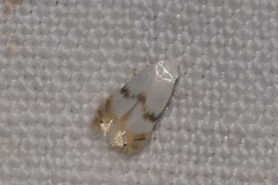 <i>Pseudopostega crepusculella</i>